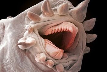 millised ussid võivad inimkehas elada