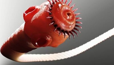 parasiitide tüübid inimkehas