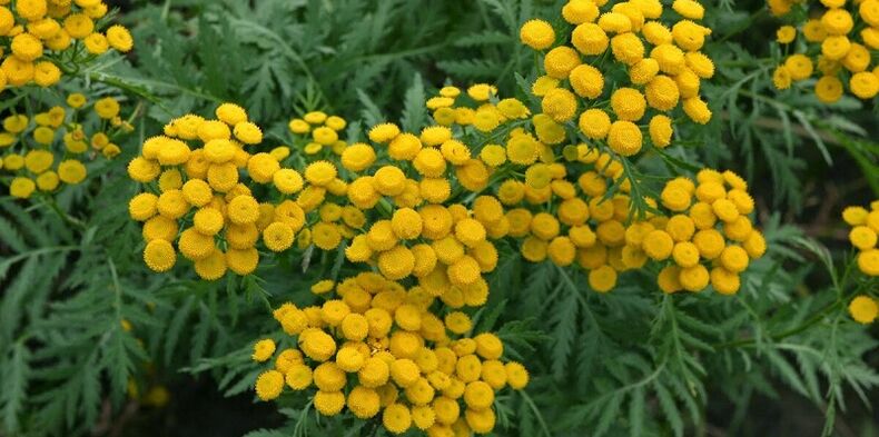 tansy parasiitide eemaldamiseks kehast